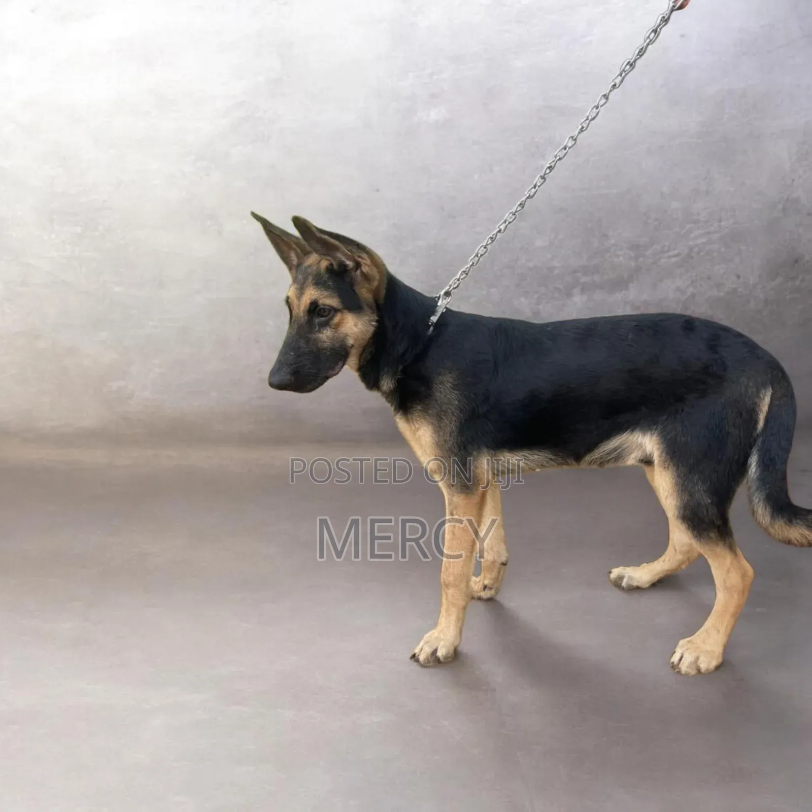 3-6 months Female Purebred German Shepherd