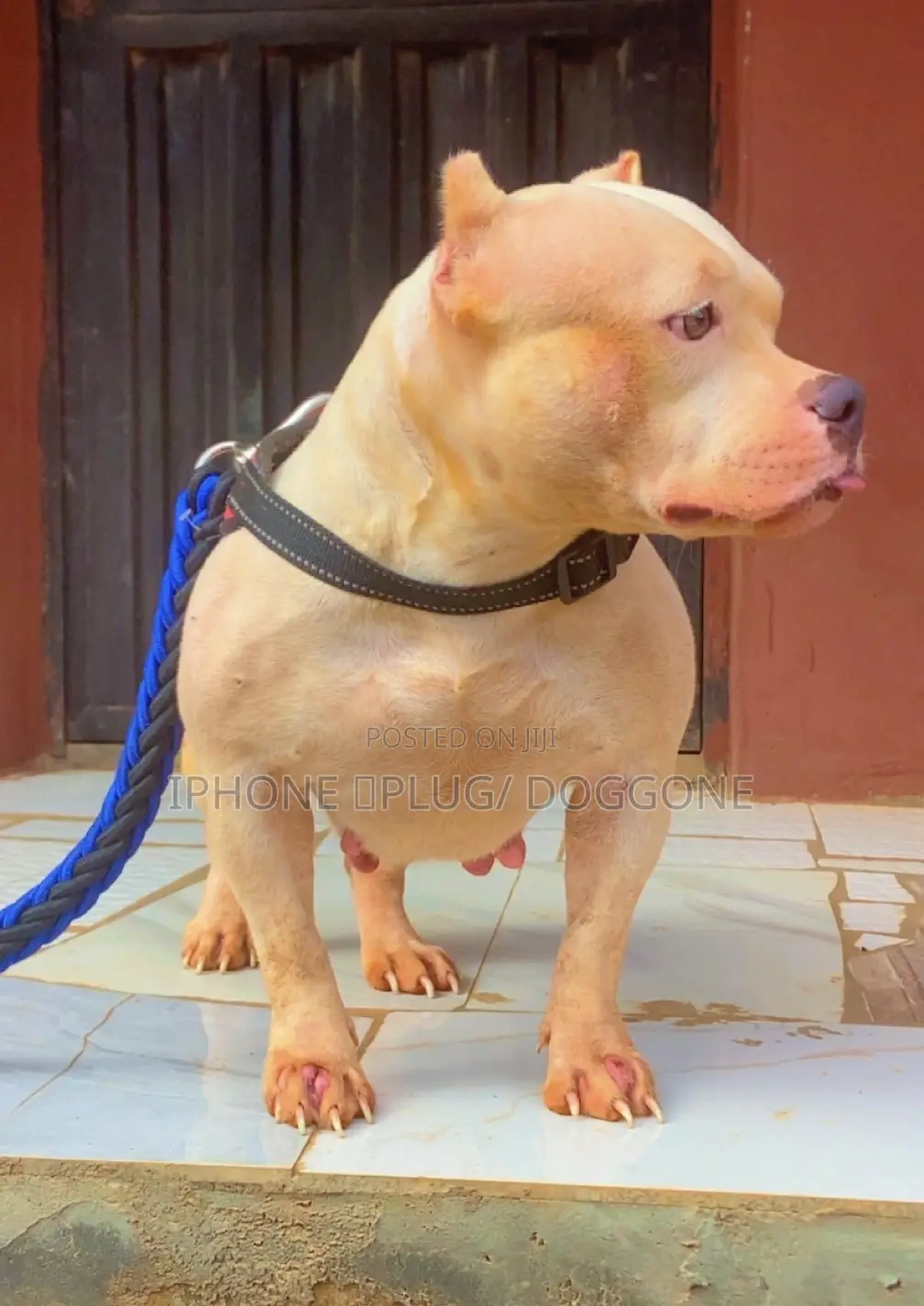 1+ year Female Purebred American Bully