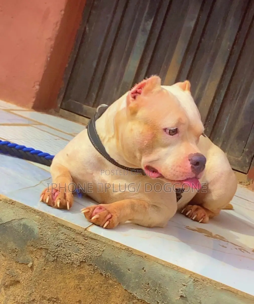 1+ year Female Purebred American Bully