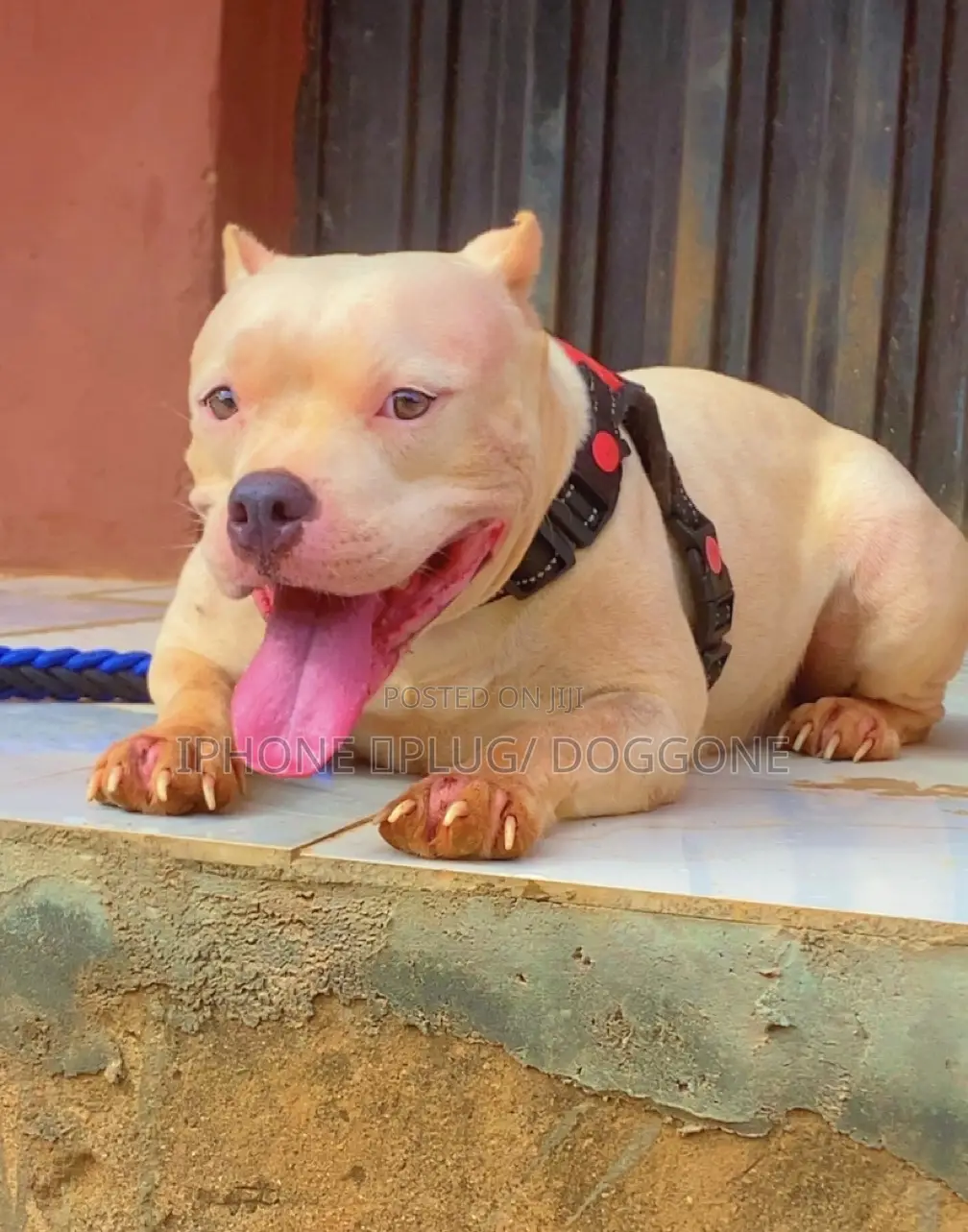 1+ year Female Purebred American Bully