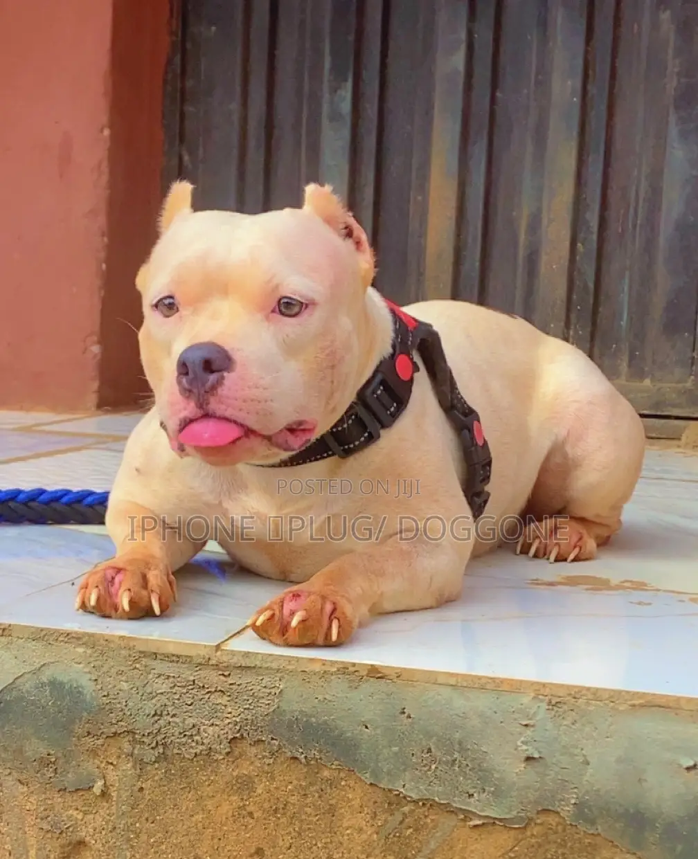 1+ year Female Purebred American Bully