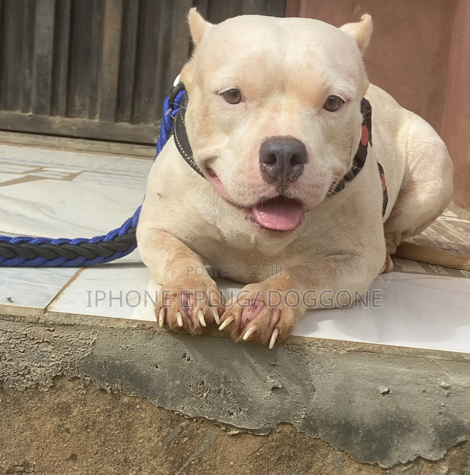 1+ year Female Purebred American Bully
