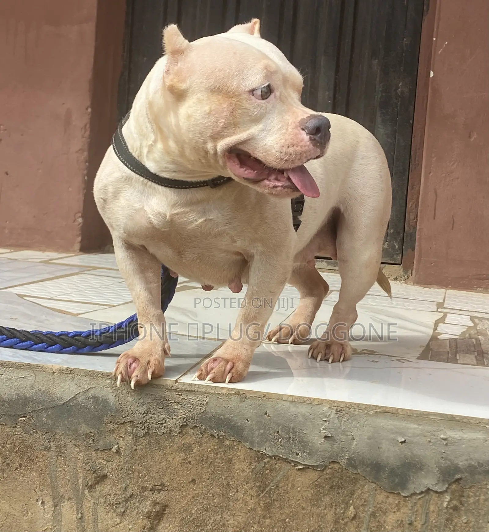 1+ year Female Purebred American Bully