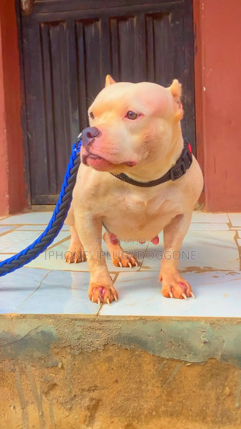 1+ year Female Purebred American Bully