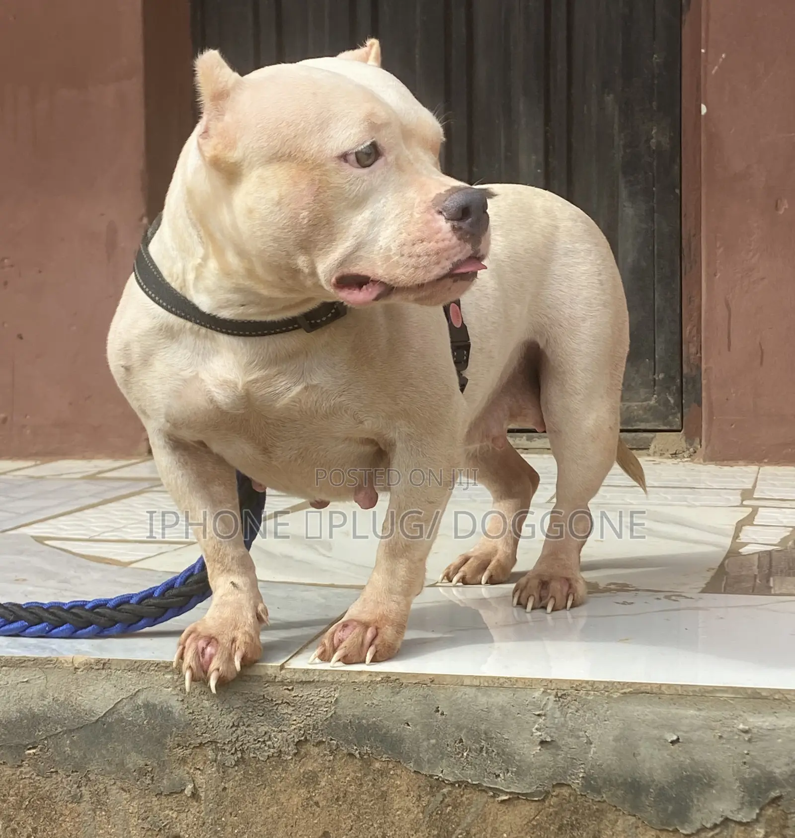 1+ year Female Purebred American Bully
