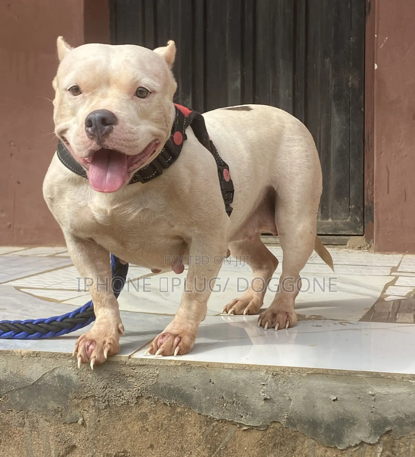 1+ year Female Purebred American Bully
