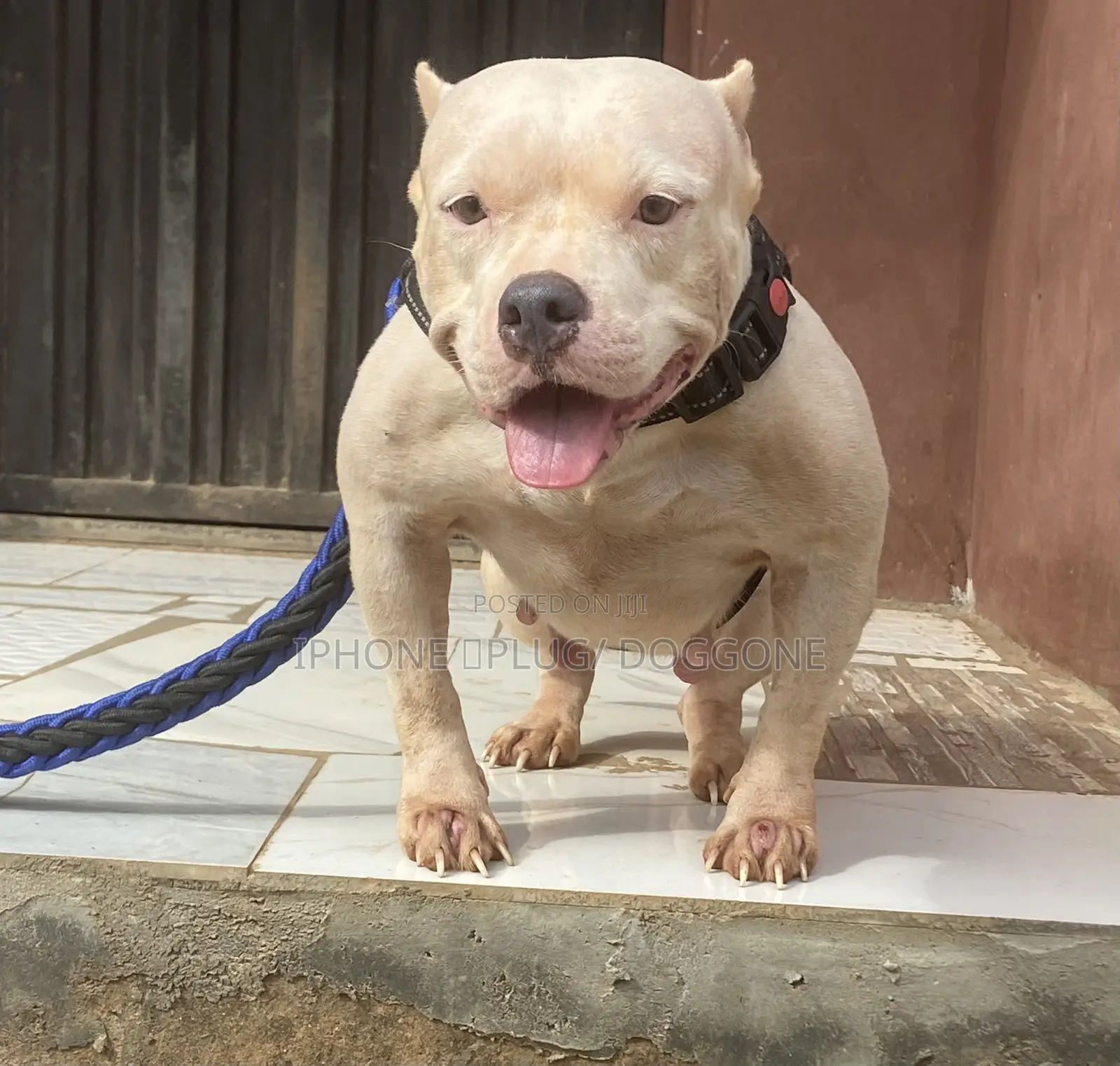 1+ year Female Purebred American Bully