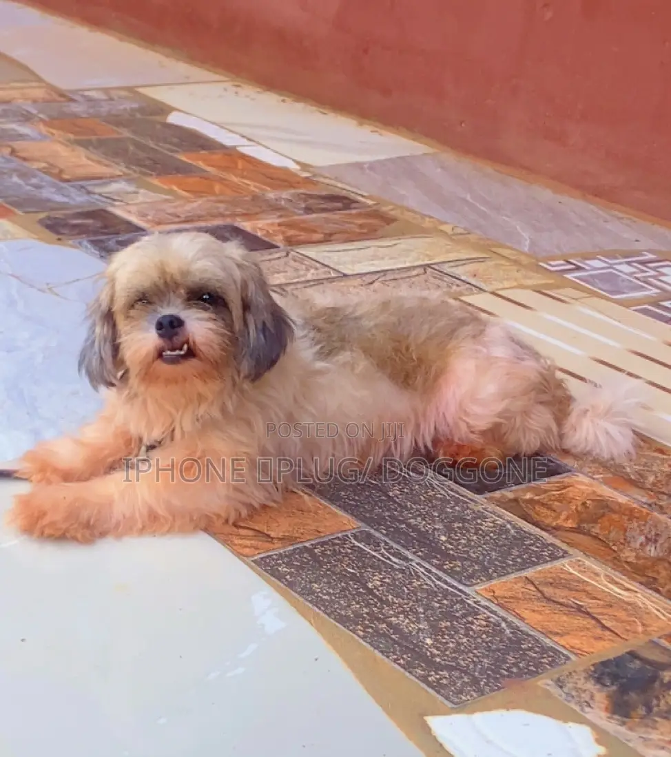 6-12 months Female Purebred Lhasa Apso