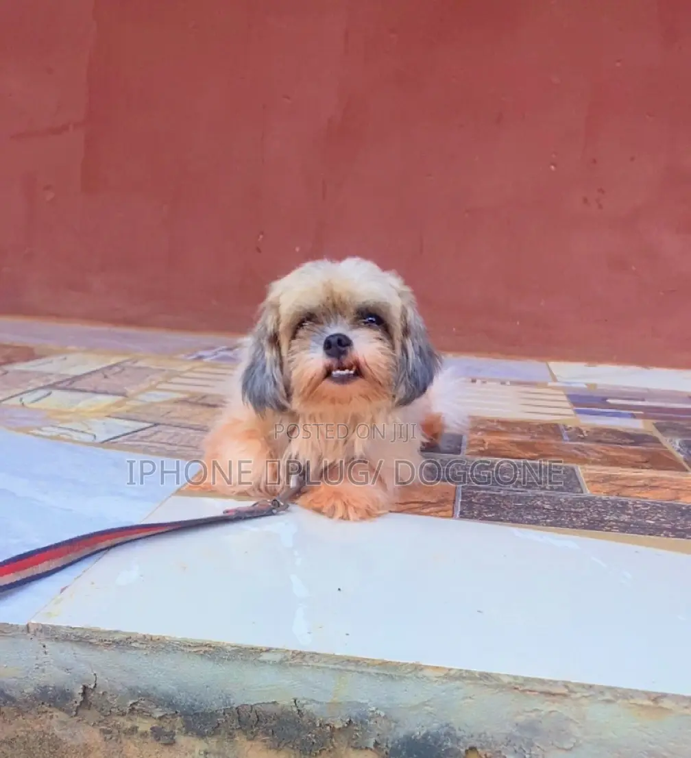 6-12 months Female Purebred Lhasa Apso