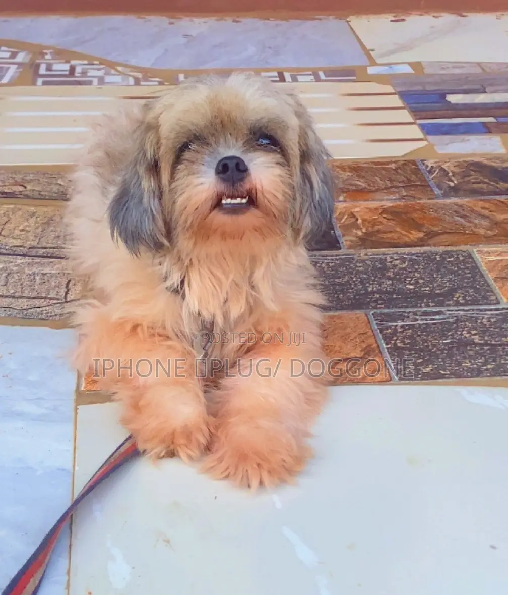 6-12 months Female Purebred Lhasa Apso