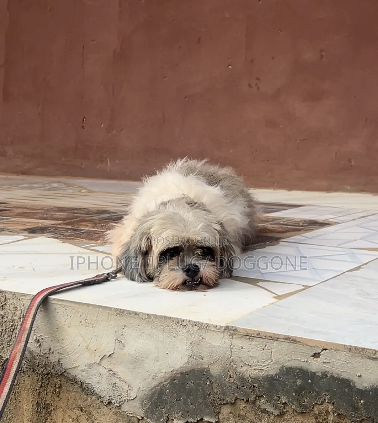 6-12 months Female Purebred Lhasa Apso