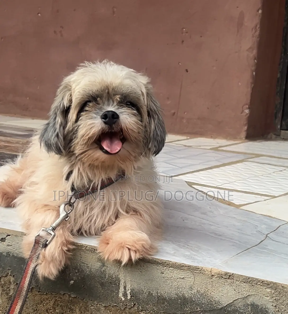 6-12 months Female Purebred Lhasa Apso