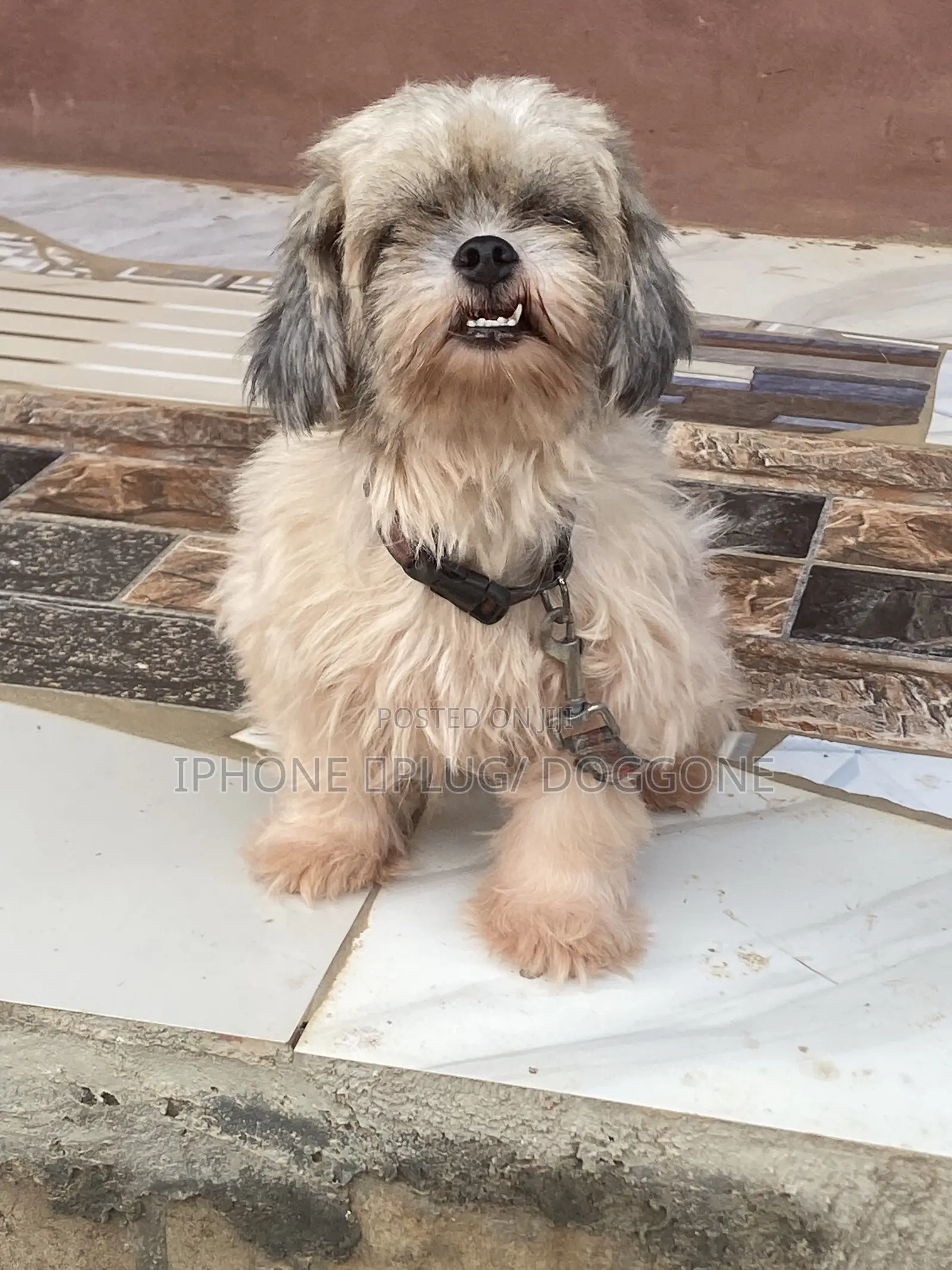6-12 months Female Purebred Lhasa Apso