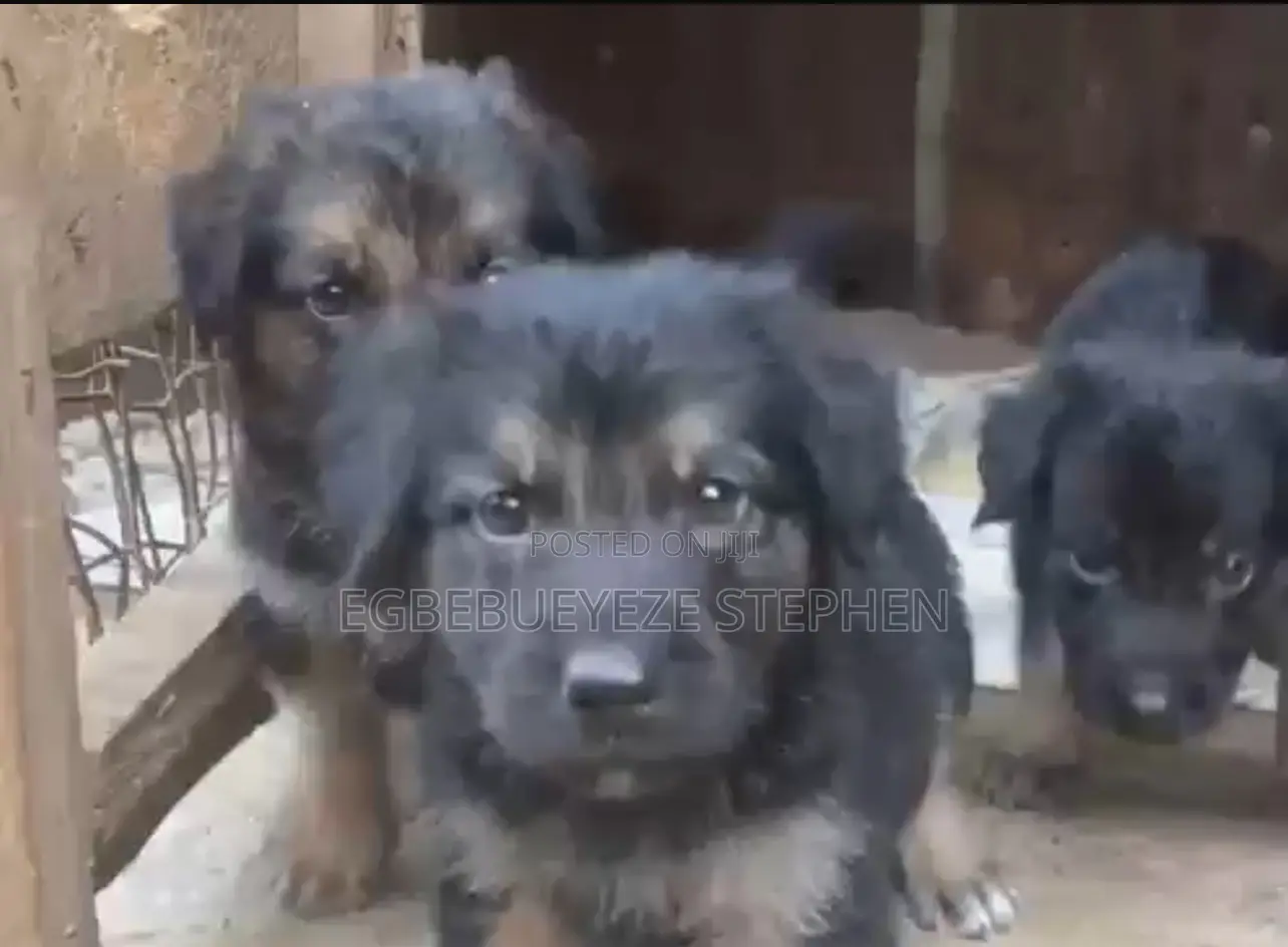 1-3 months Male Purebred German Shepherd
