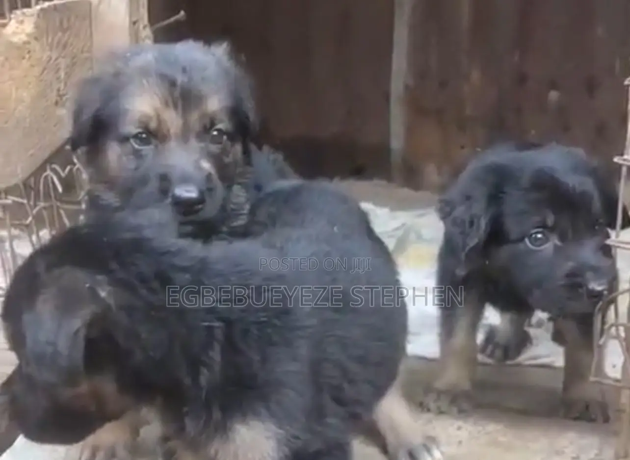 1-3 months Male Purebred German Shepherd