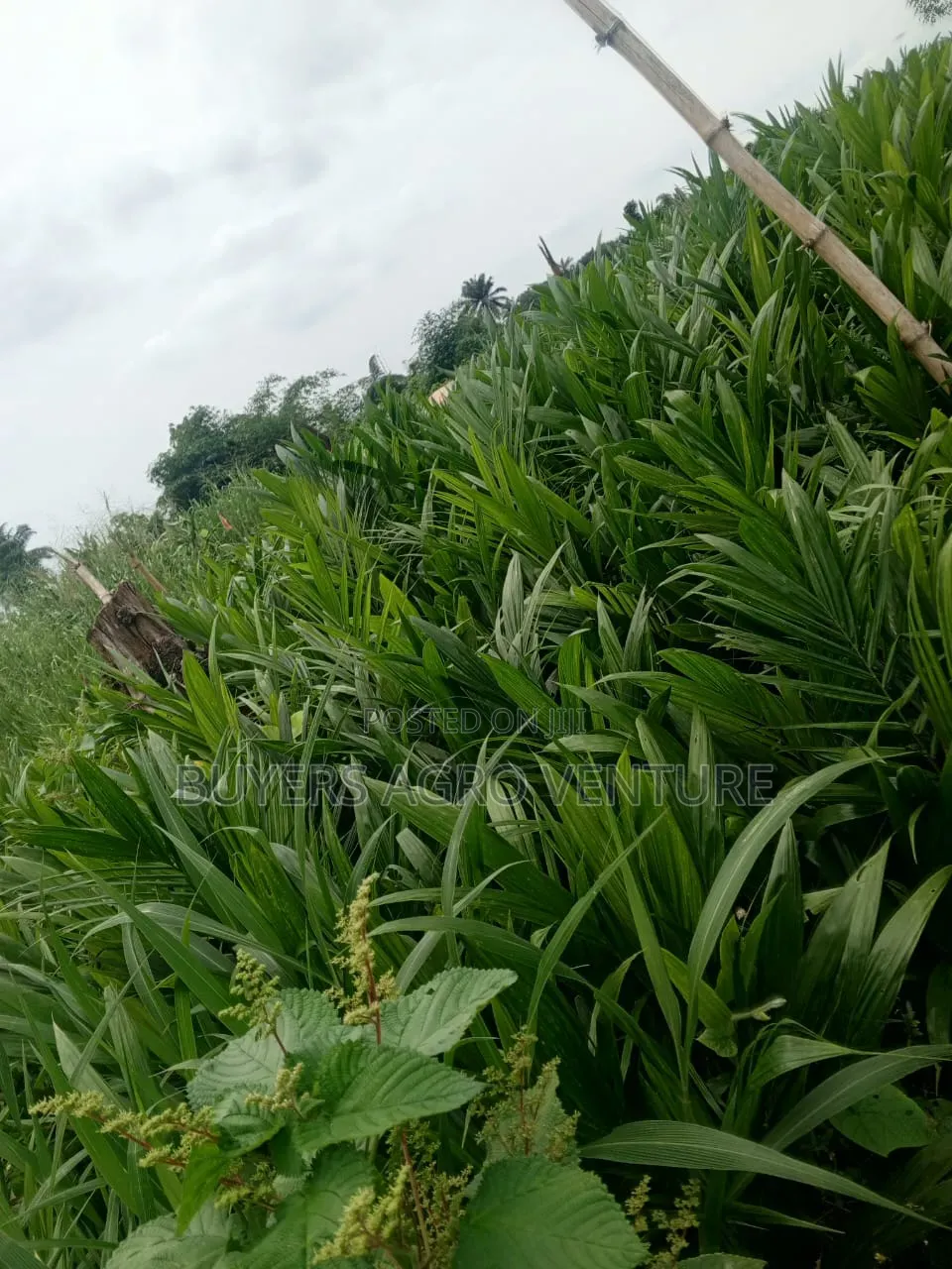 Palm Oil Seedlings Is Available Dm to Purchase Now Very Affordable