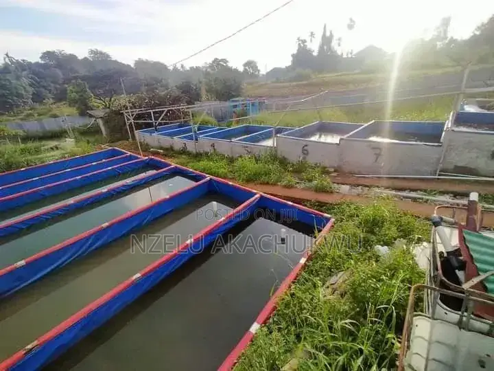 Cost-effective Aquaculture Setup
