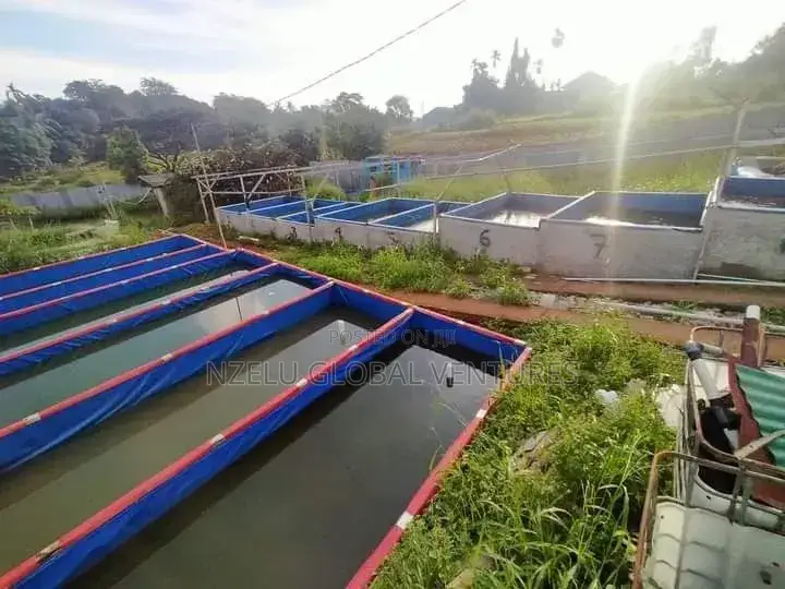 Cost-effective Aquaculture Setup
