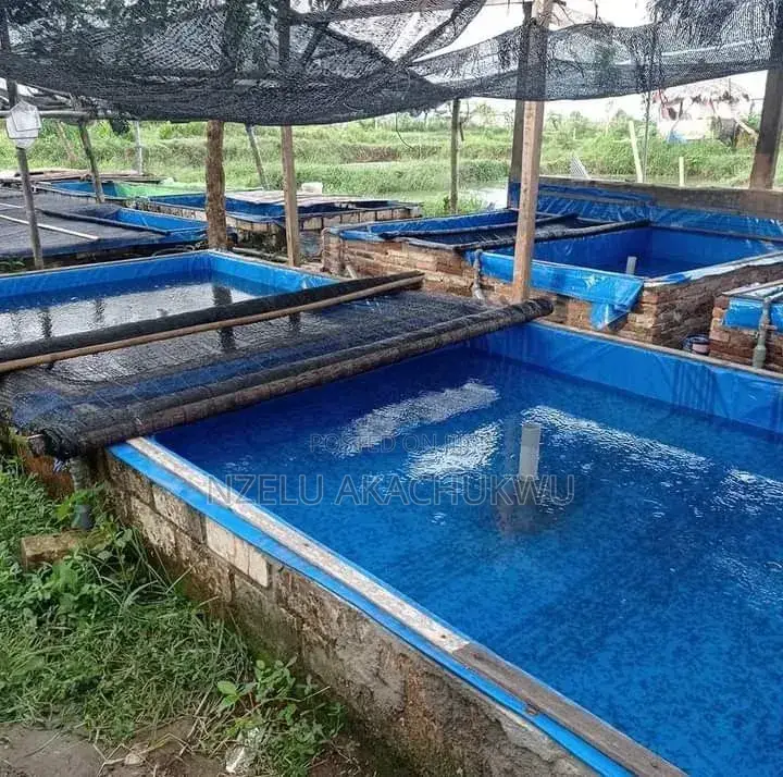 Fish Pond Tarpaulin for All Sizes