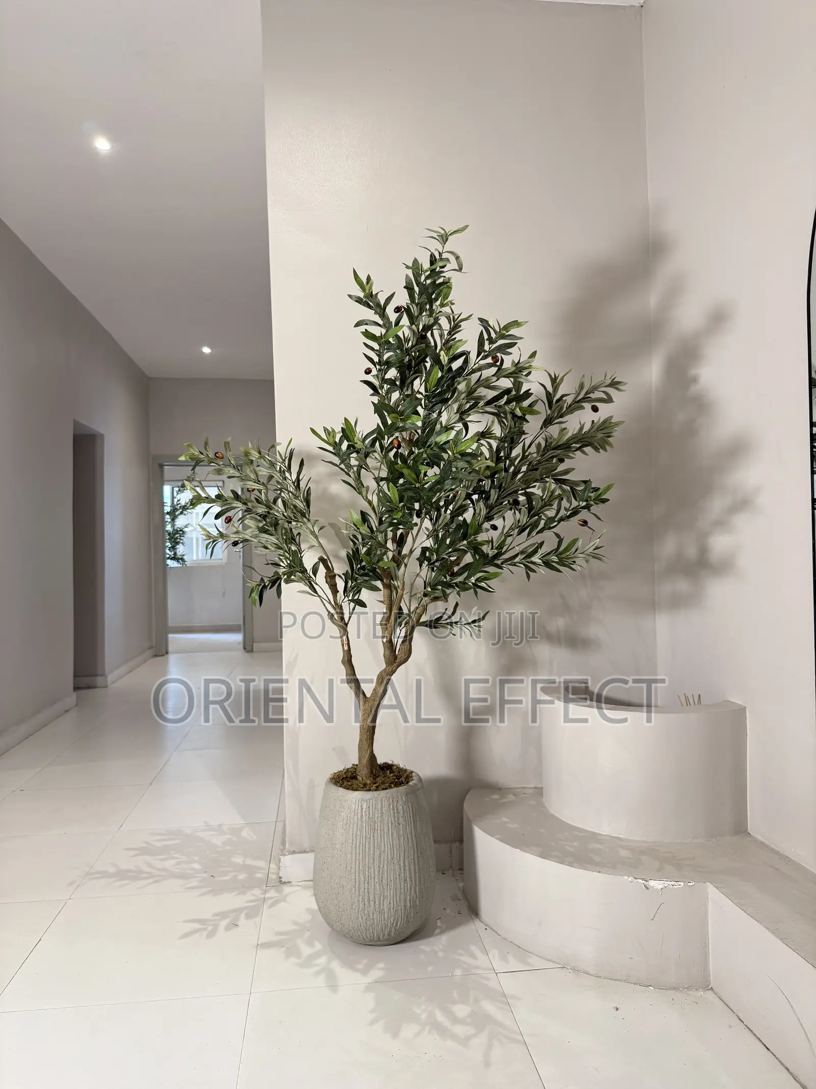 180cm Olive Tree In Granite Merlot Pot | Luxury Floor Decor