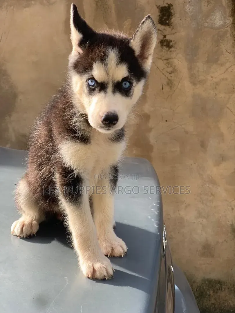1-3 months Female Purebred Siberian Husky