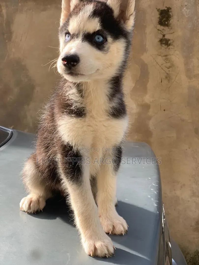 1-3 months Female Purebred Siberian Husky