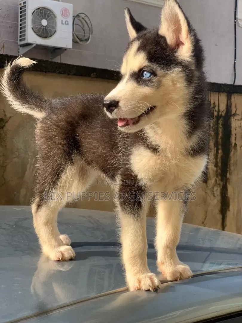 1-3 months Female Purebred Siberian Husky