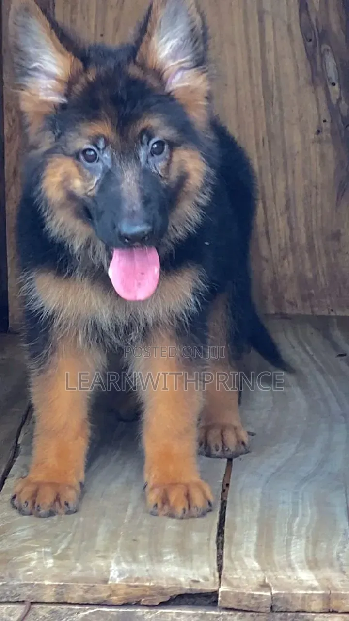 1-3 months Male Purebred German Shepherd