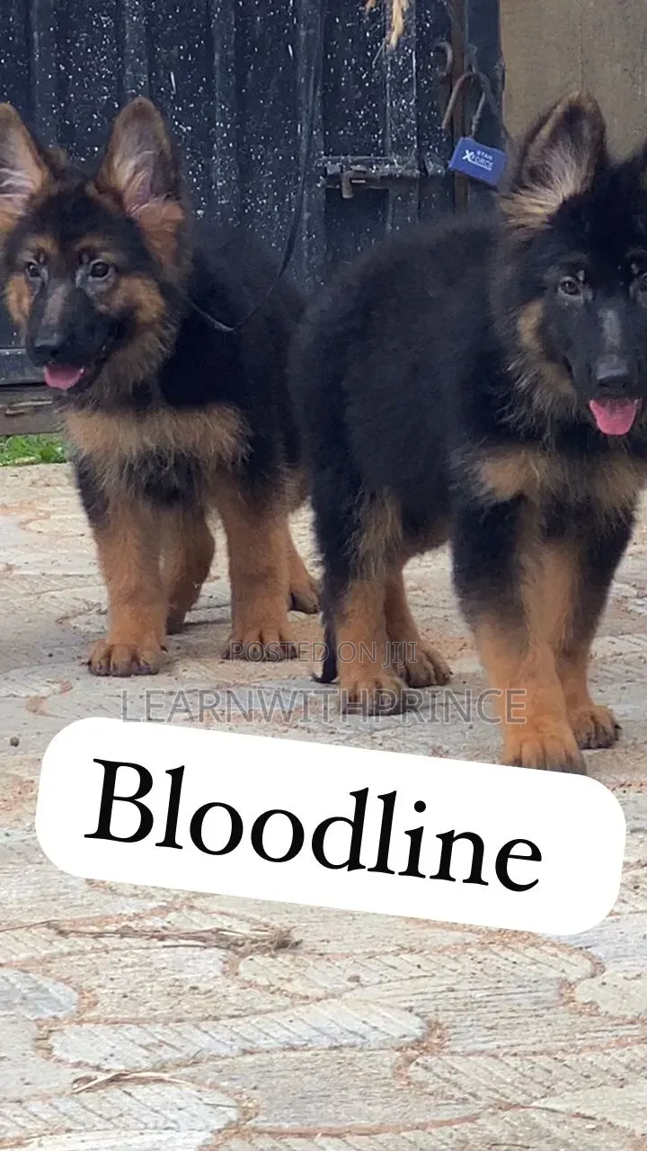 1-3 months Male Purebred German Shepherd