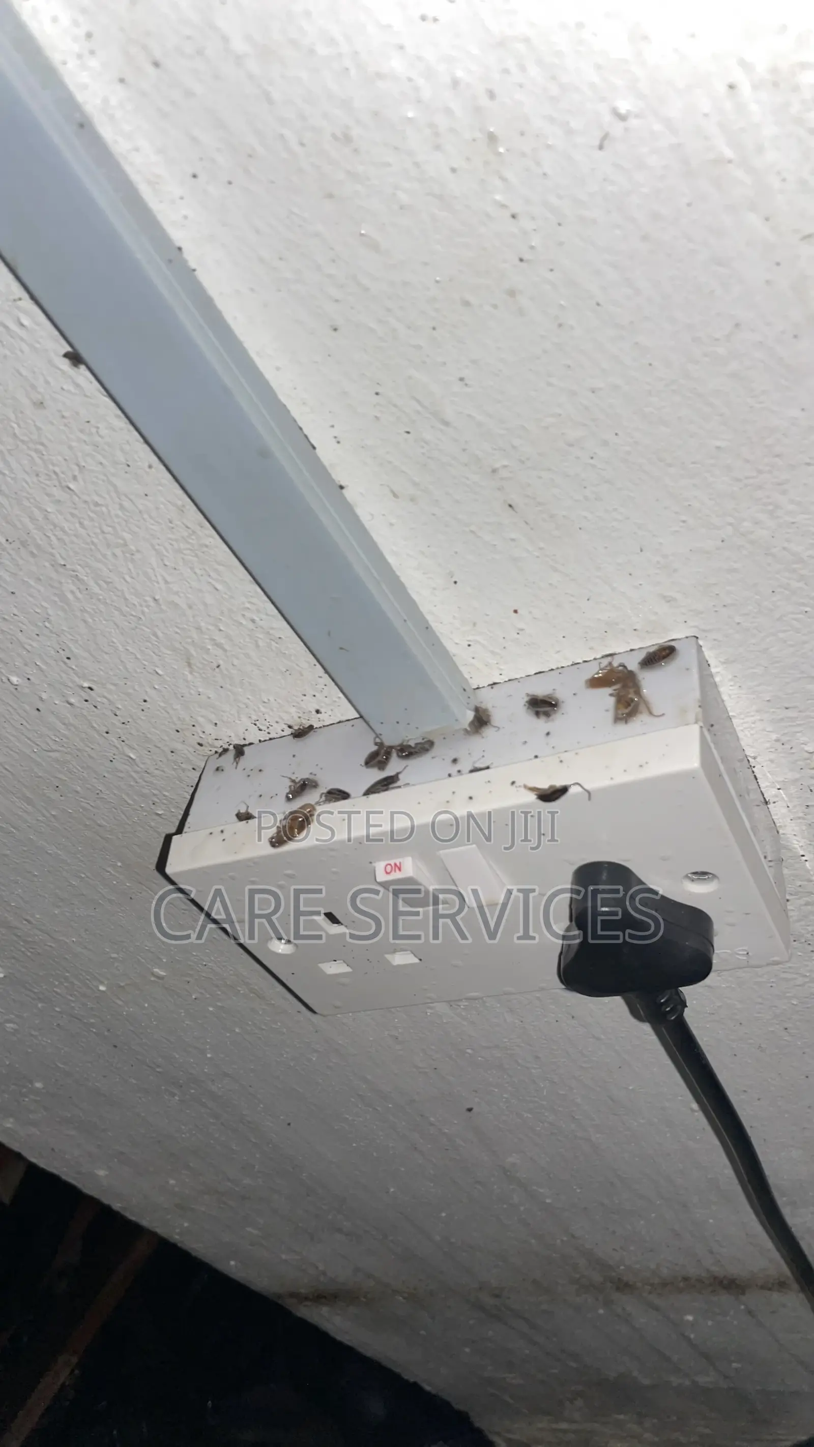 Fumigate Your Apartment