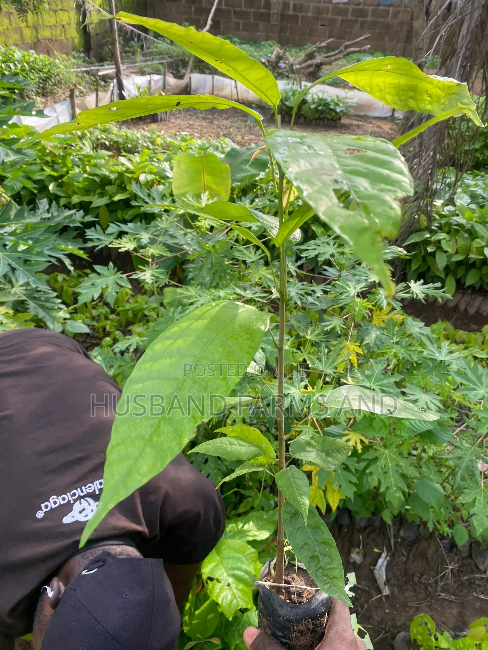 Cocoa Seedlings (Crin Tc Hybrid Series)