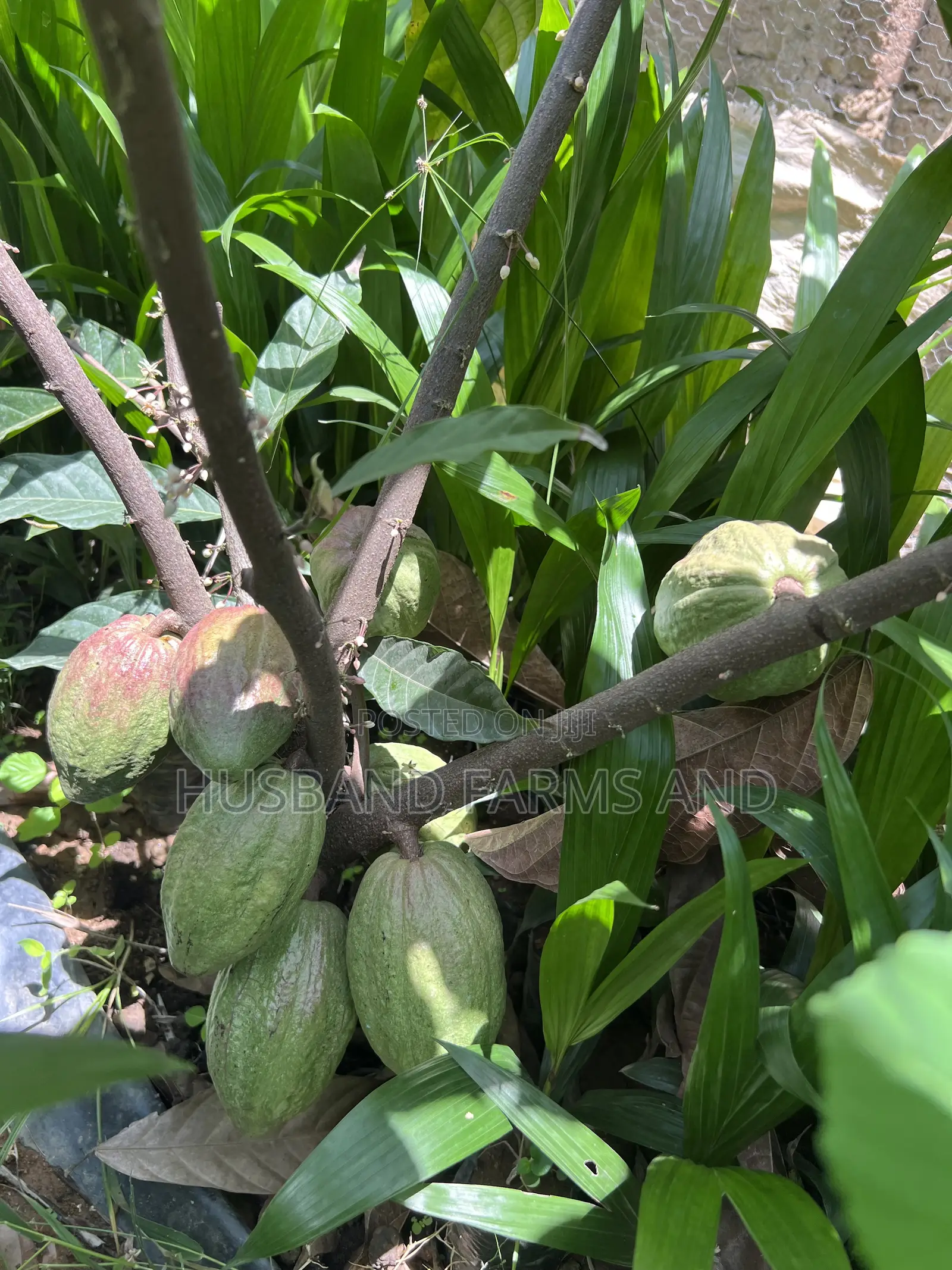 Cocoa Seedlings (Crin Tc Hybrid Series)