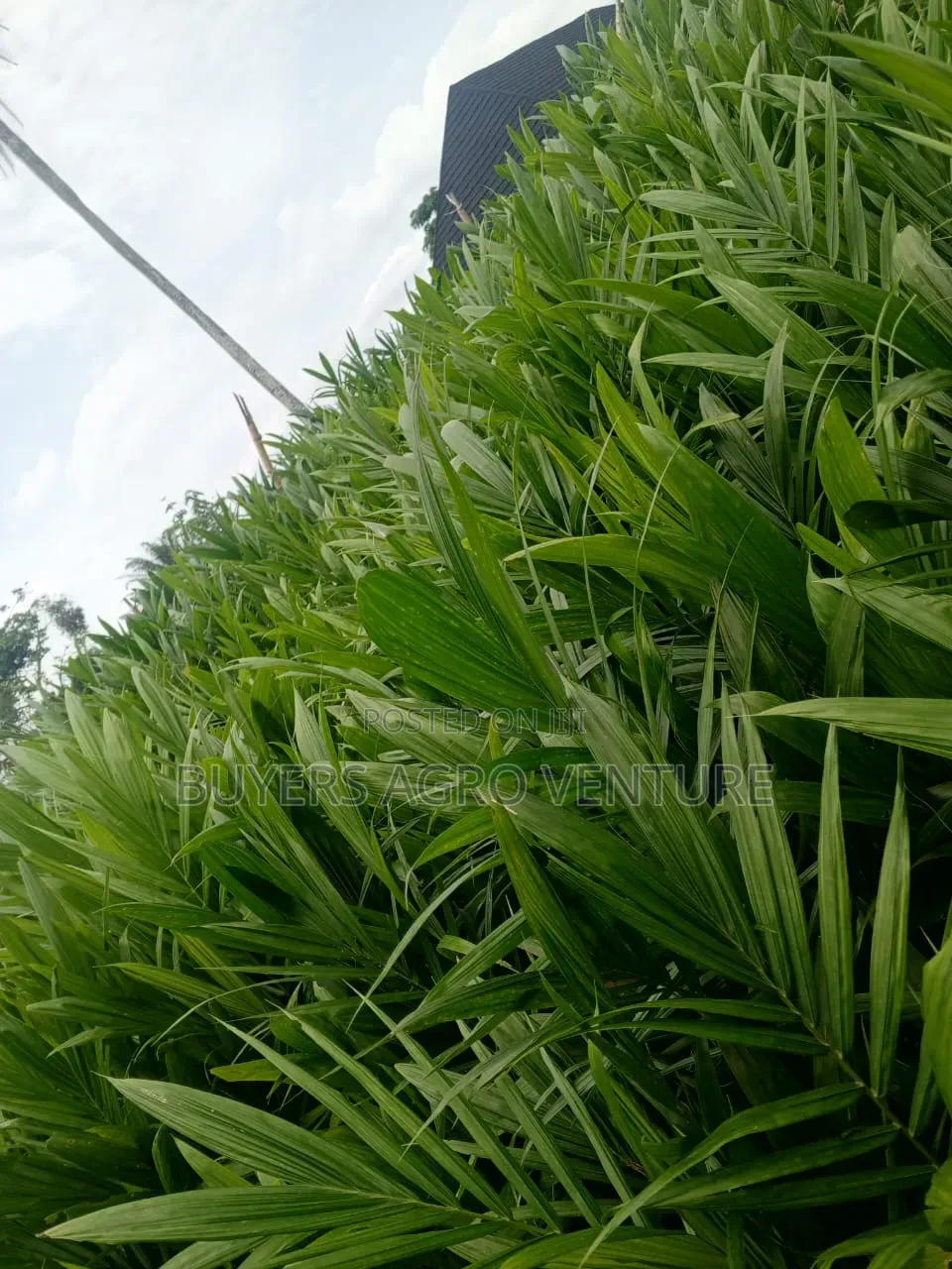 Palm Oil Seedlings Available We Post What We Have
