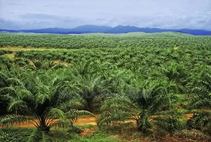 Farmland for Palmoil Plantation
