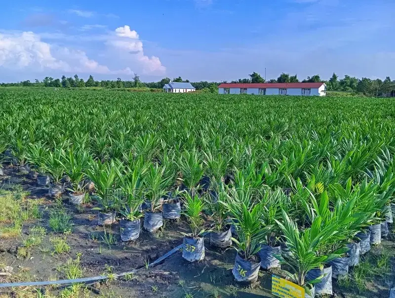 Farmland for Palmoil Plantation