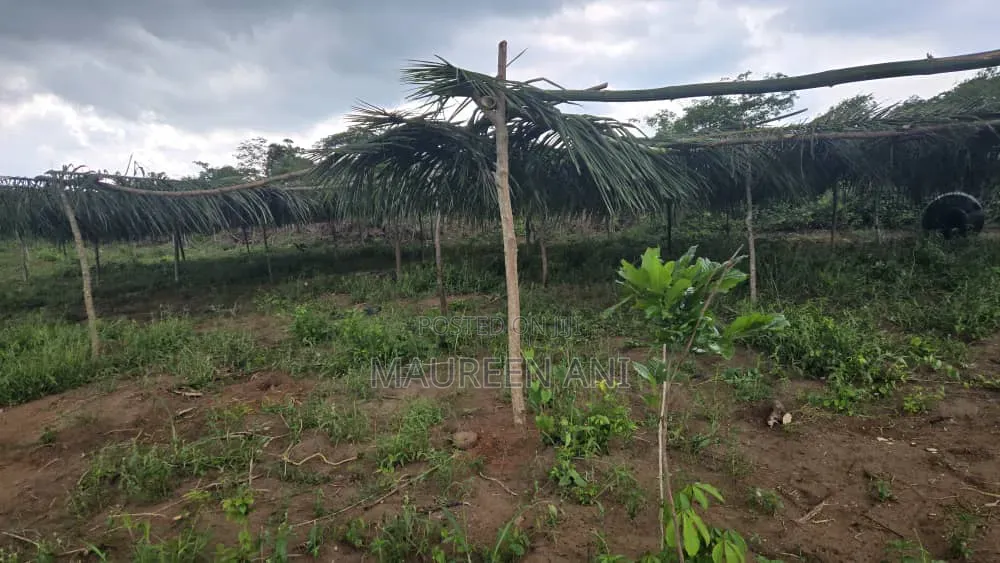 Oil Palm Investment