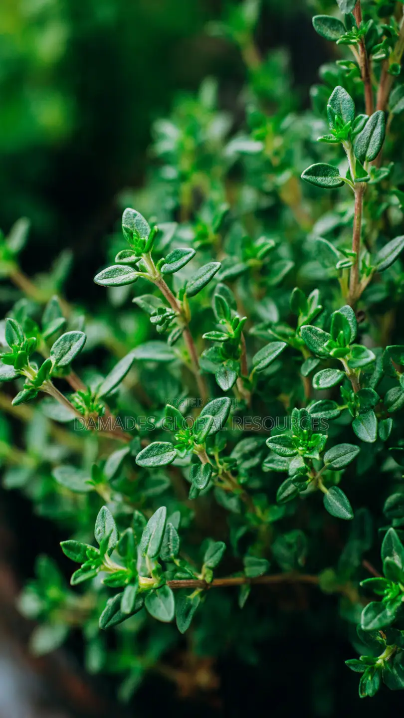 Thyme Seedlings