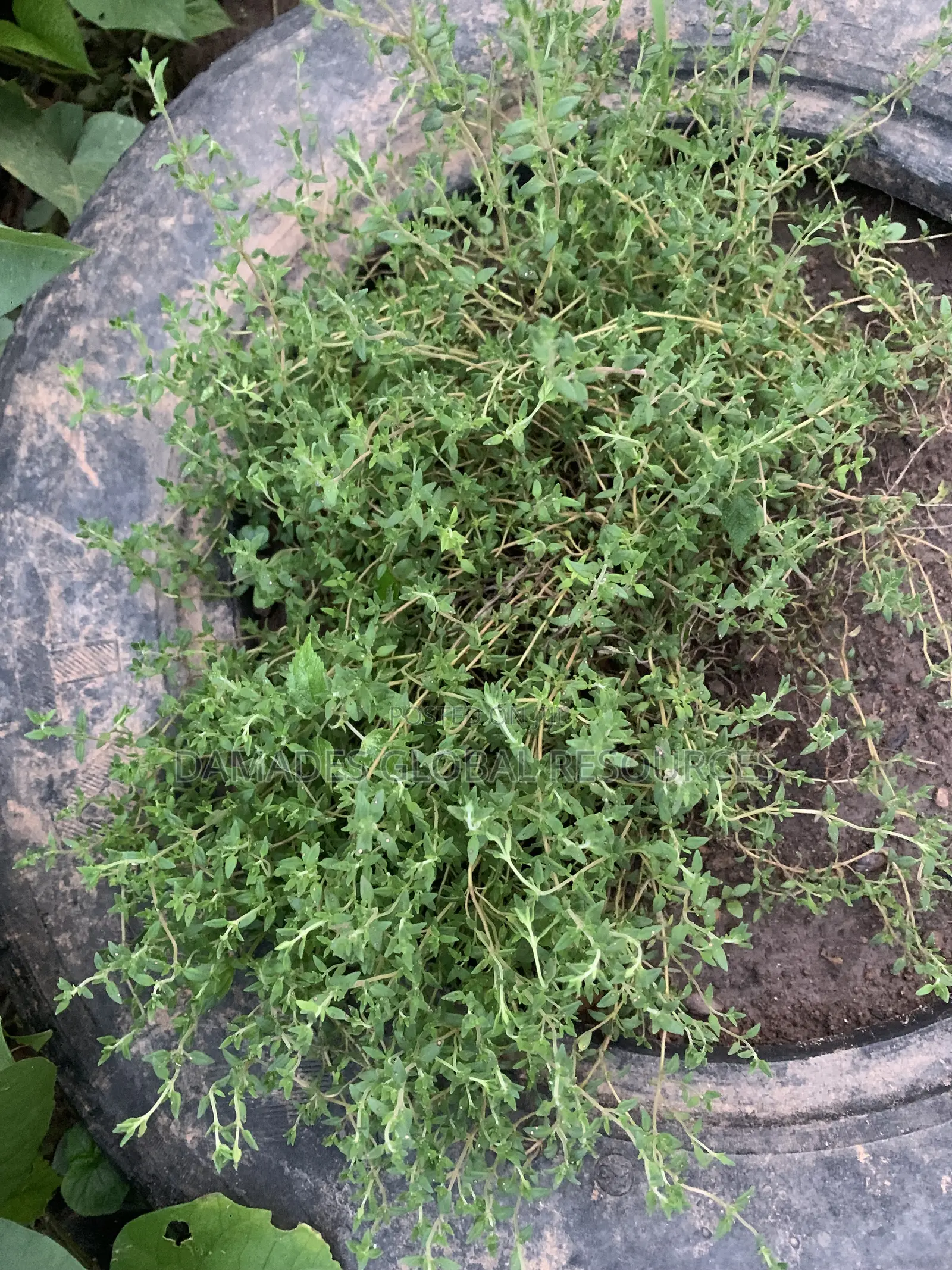 Thyme Seedlings