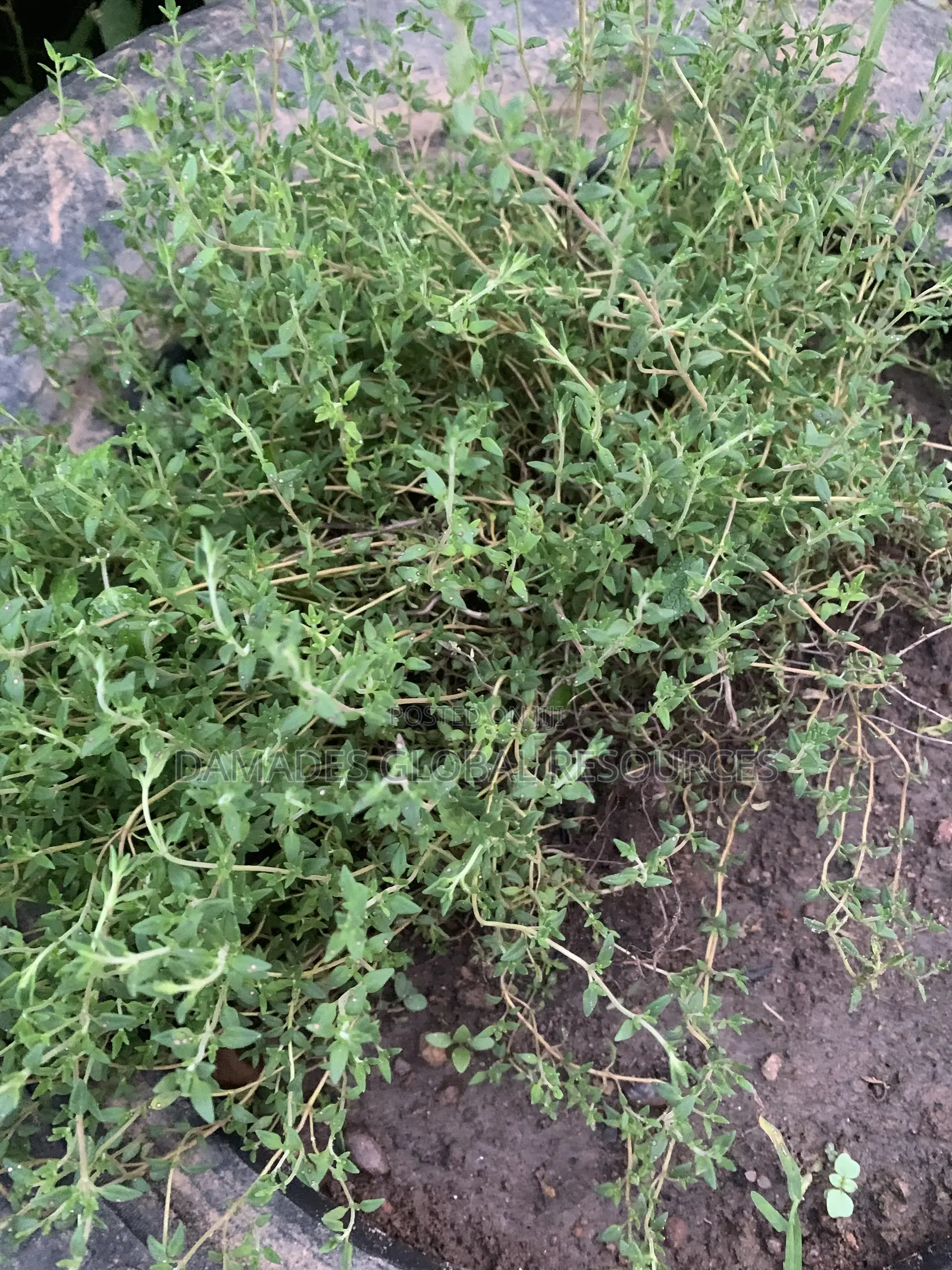 Thyme Seedlings