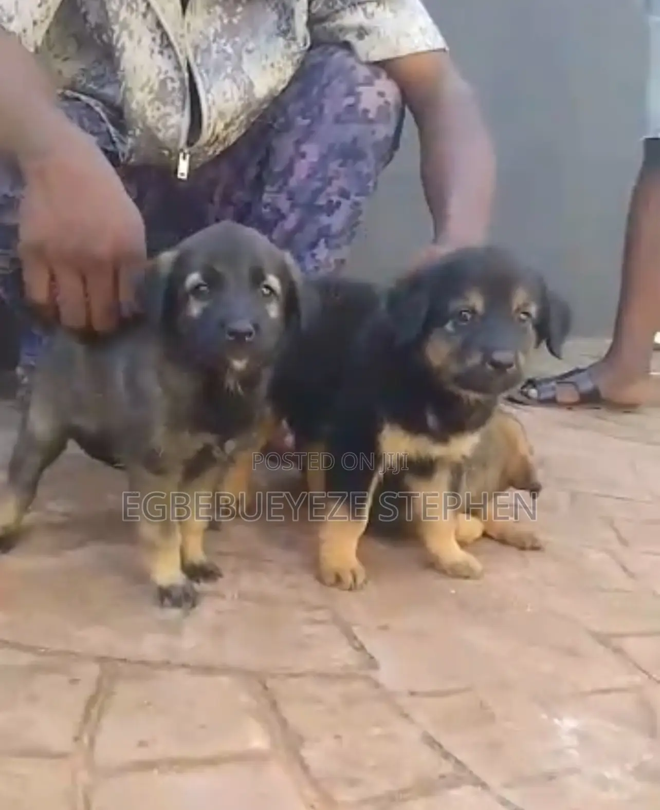 1-3 months Male Purebred German Shepherd