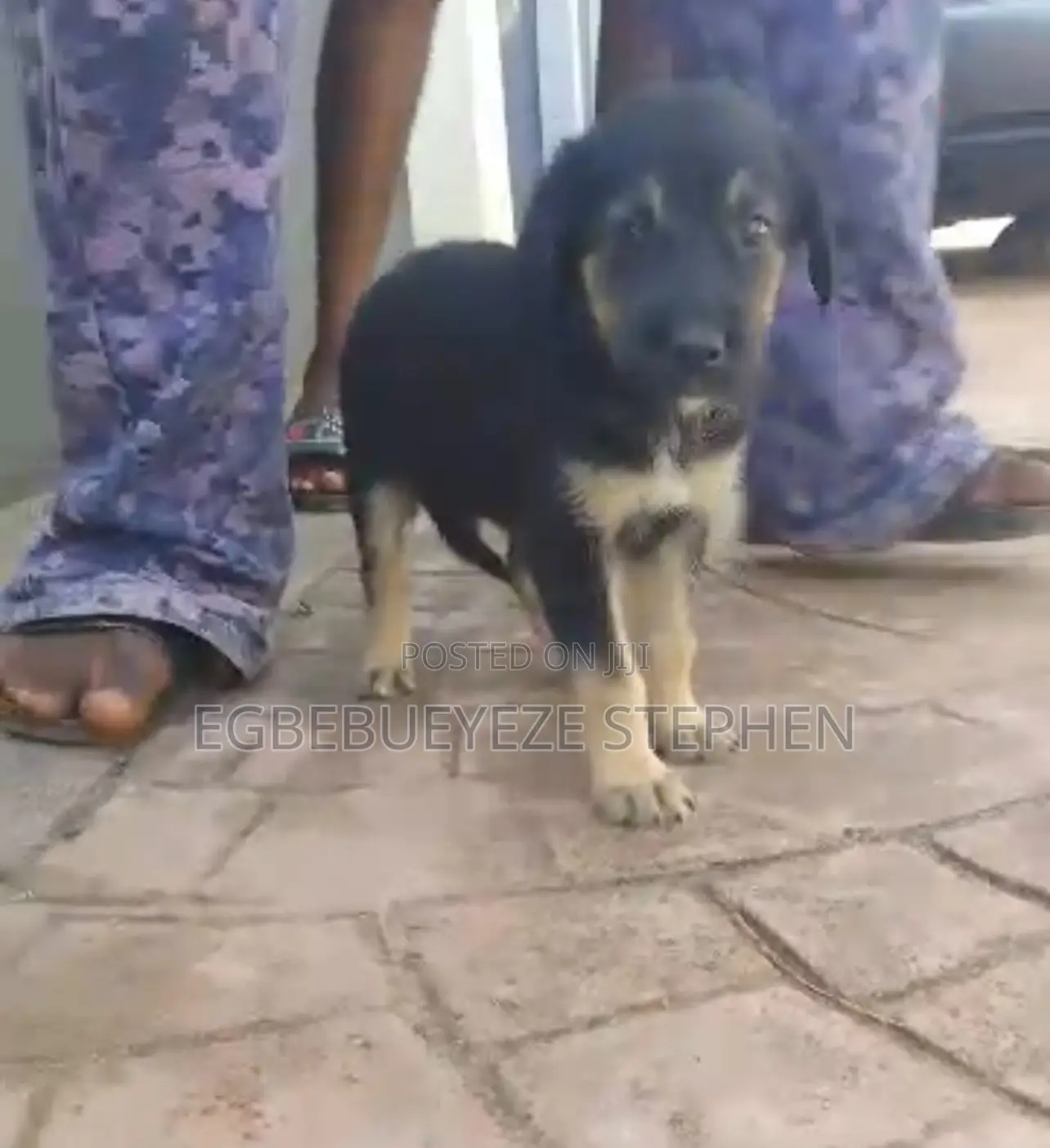 1-3 months Male Purebred German Shepherd