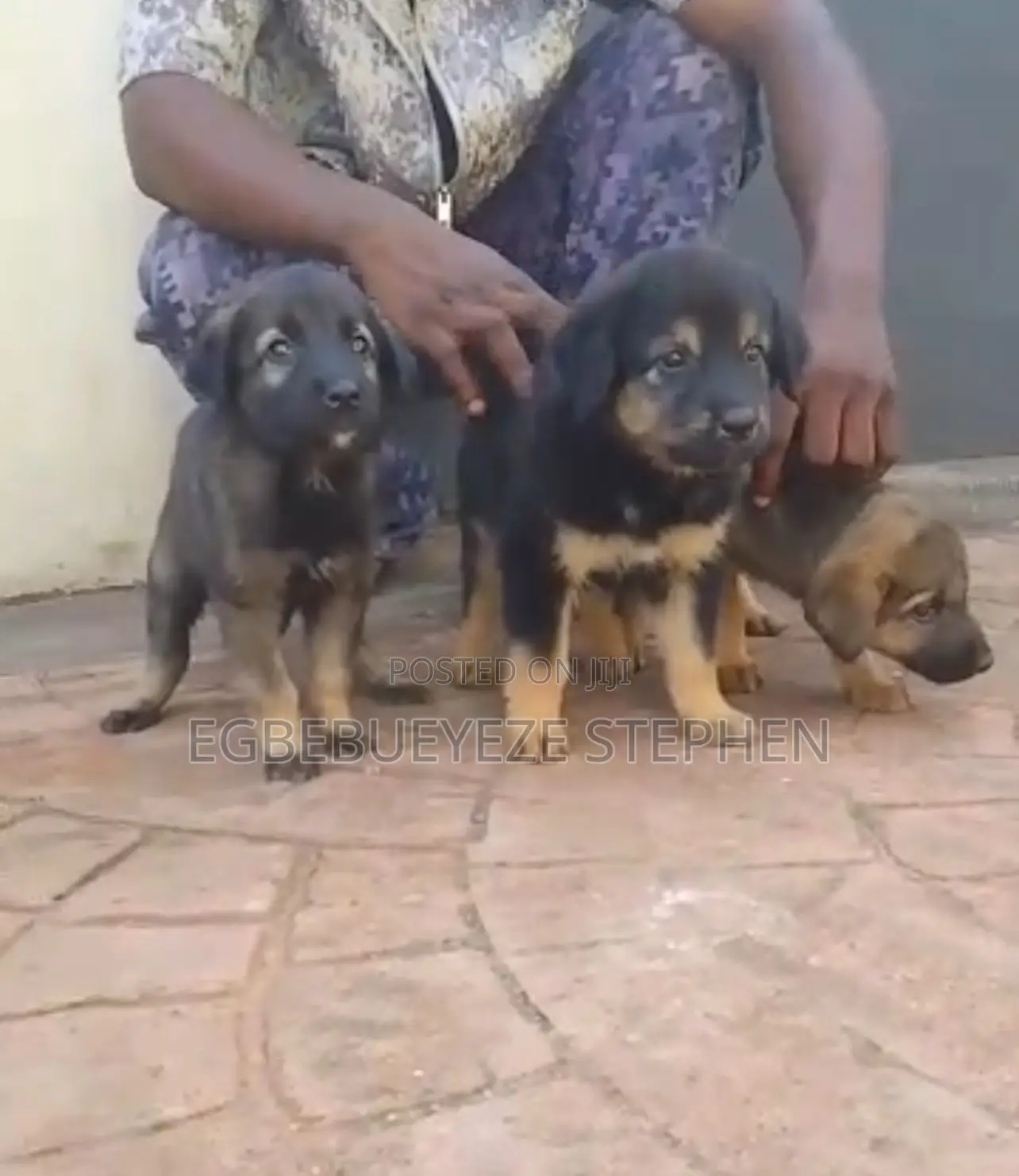 1-3 months Female Purebred German Shepherd