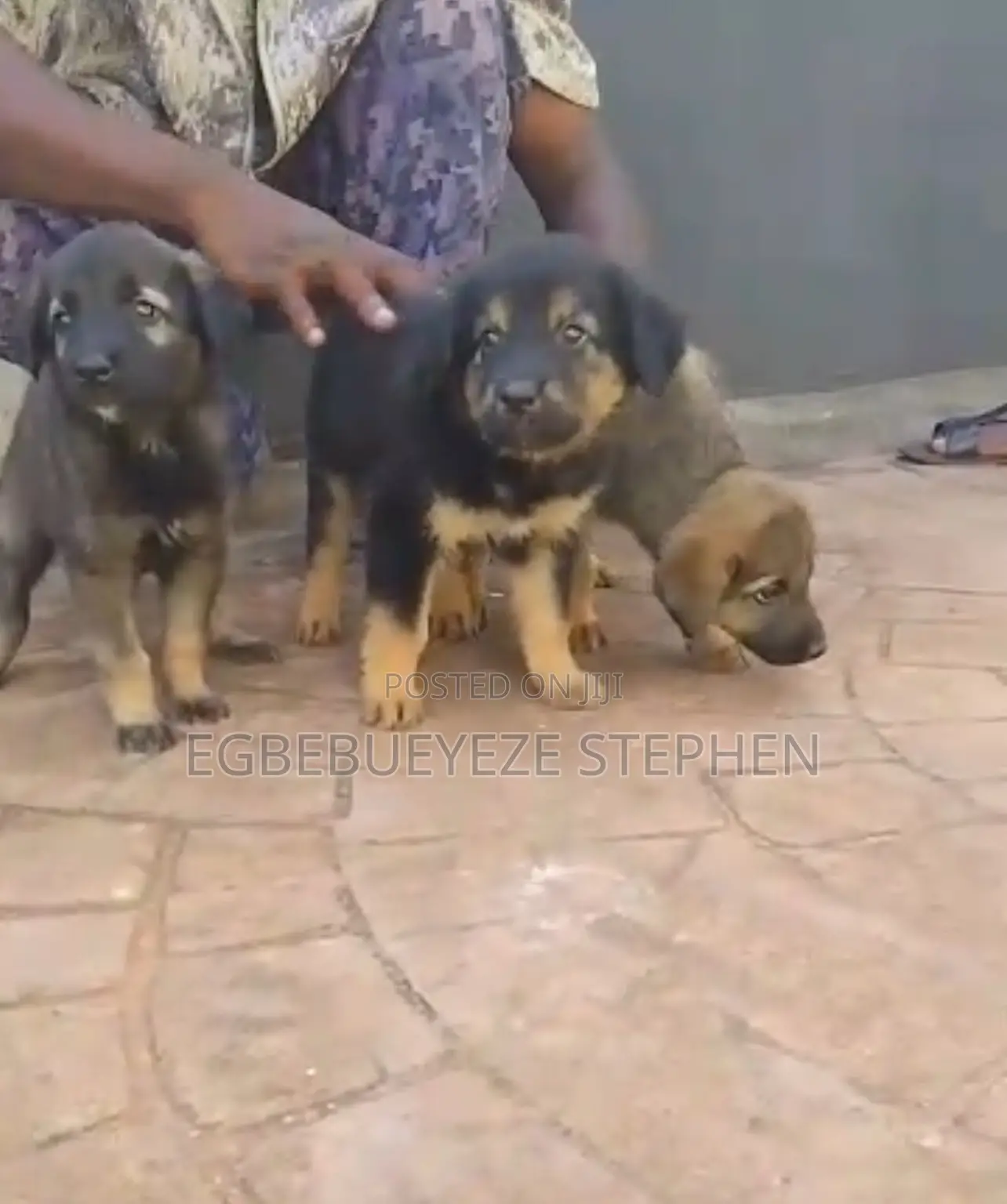 1-3 months Female Purebred German Shepherd