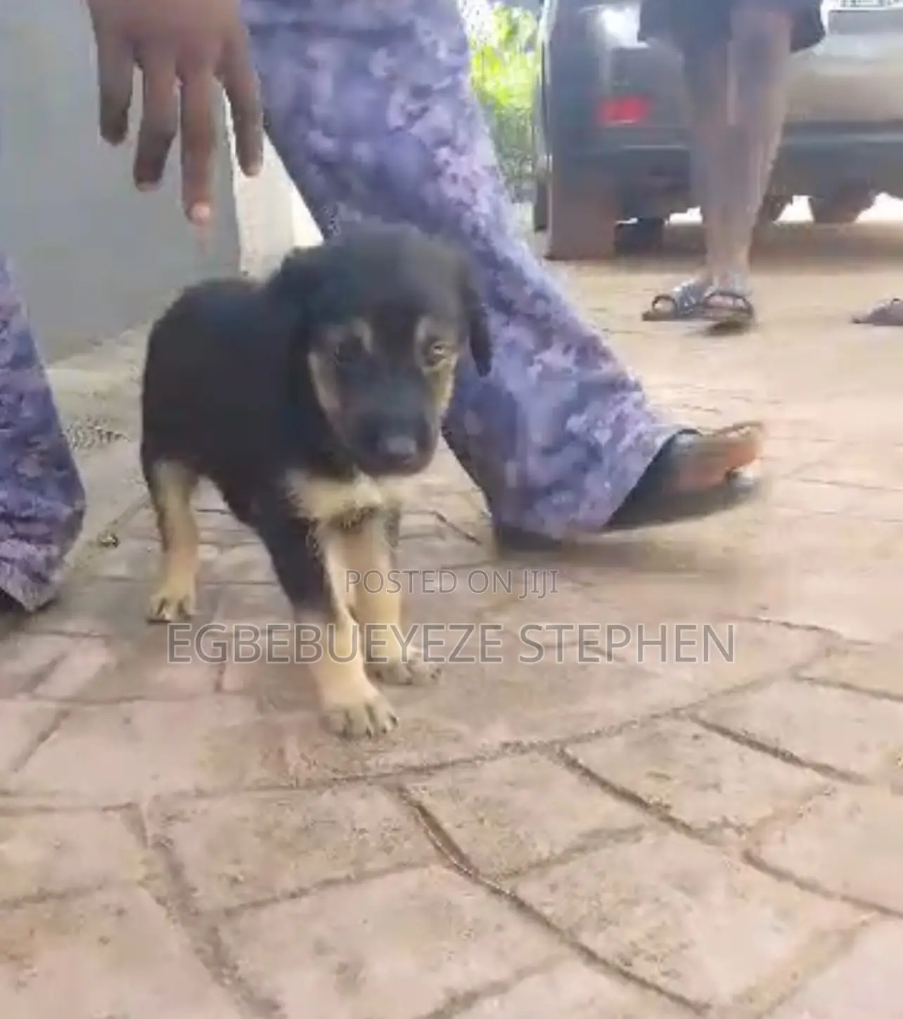 1-3 months Female Purebred German Shepherd