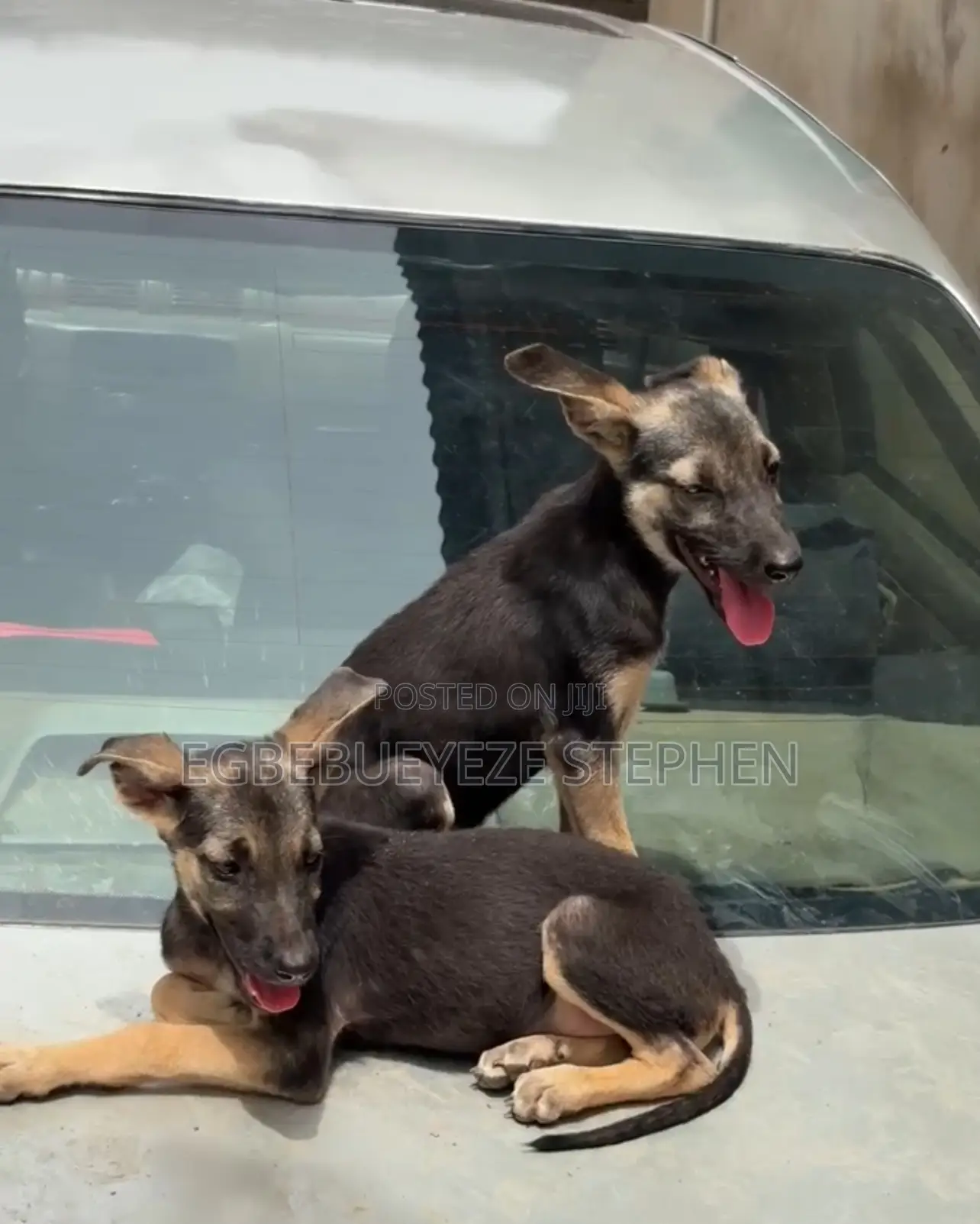 3-6 months Female Purebred German Shepherd
