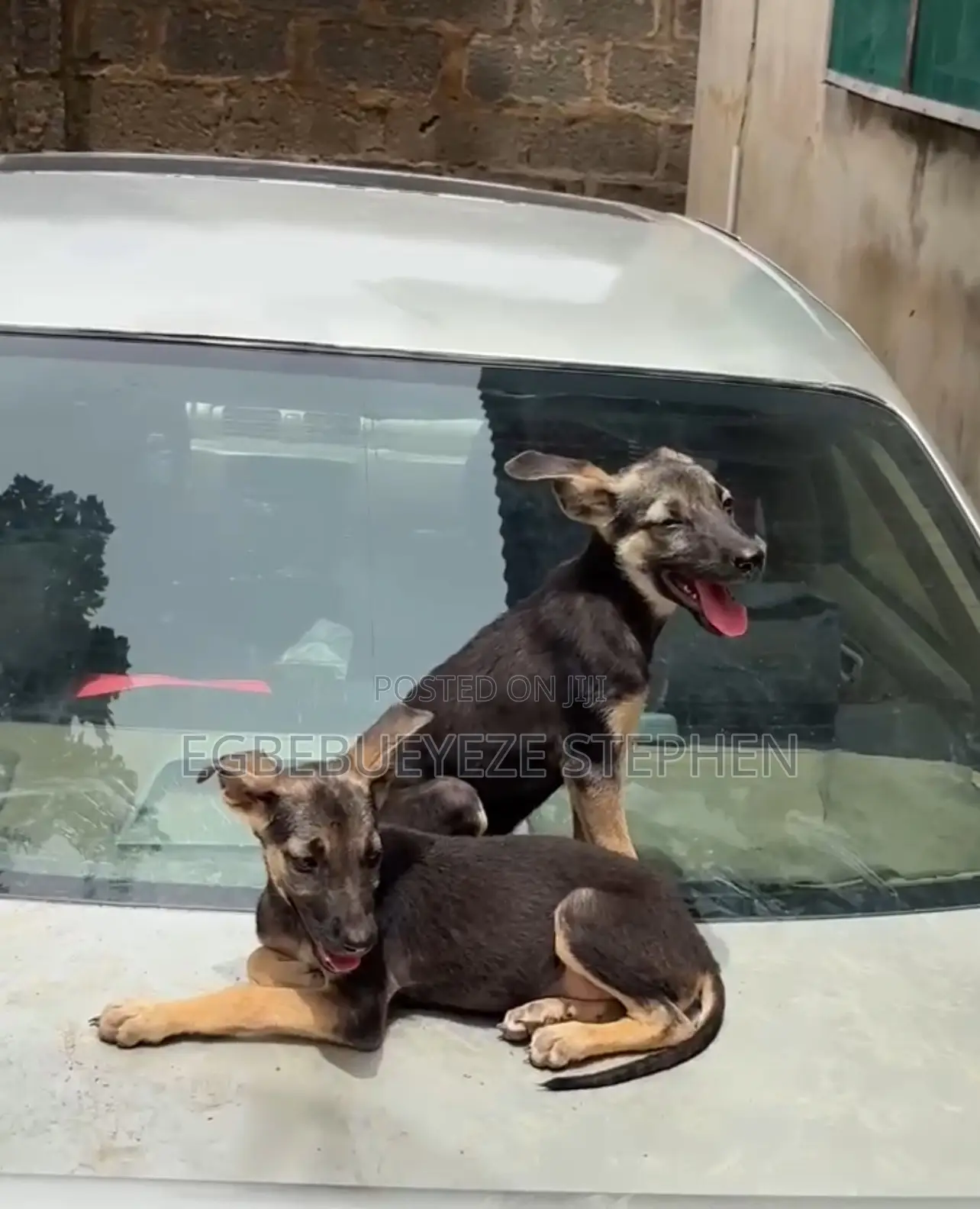 3-6 months Female Purebred German Shepherd