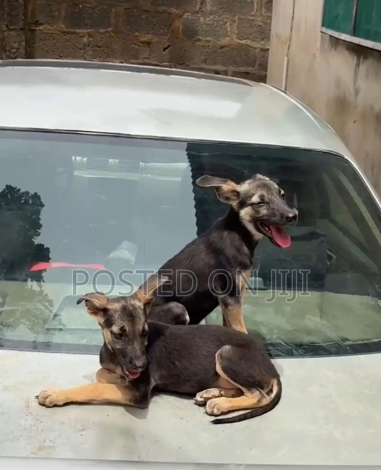 3-6 months Female Purebred German Shepherd