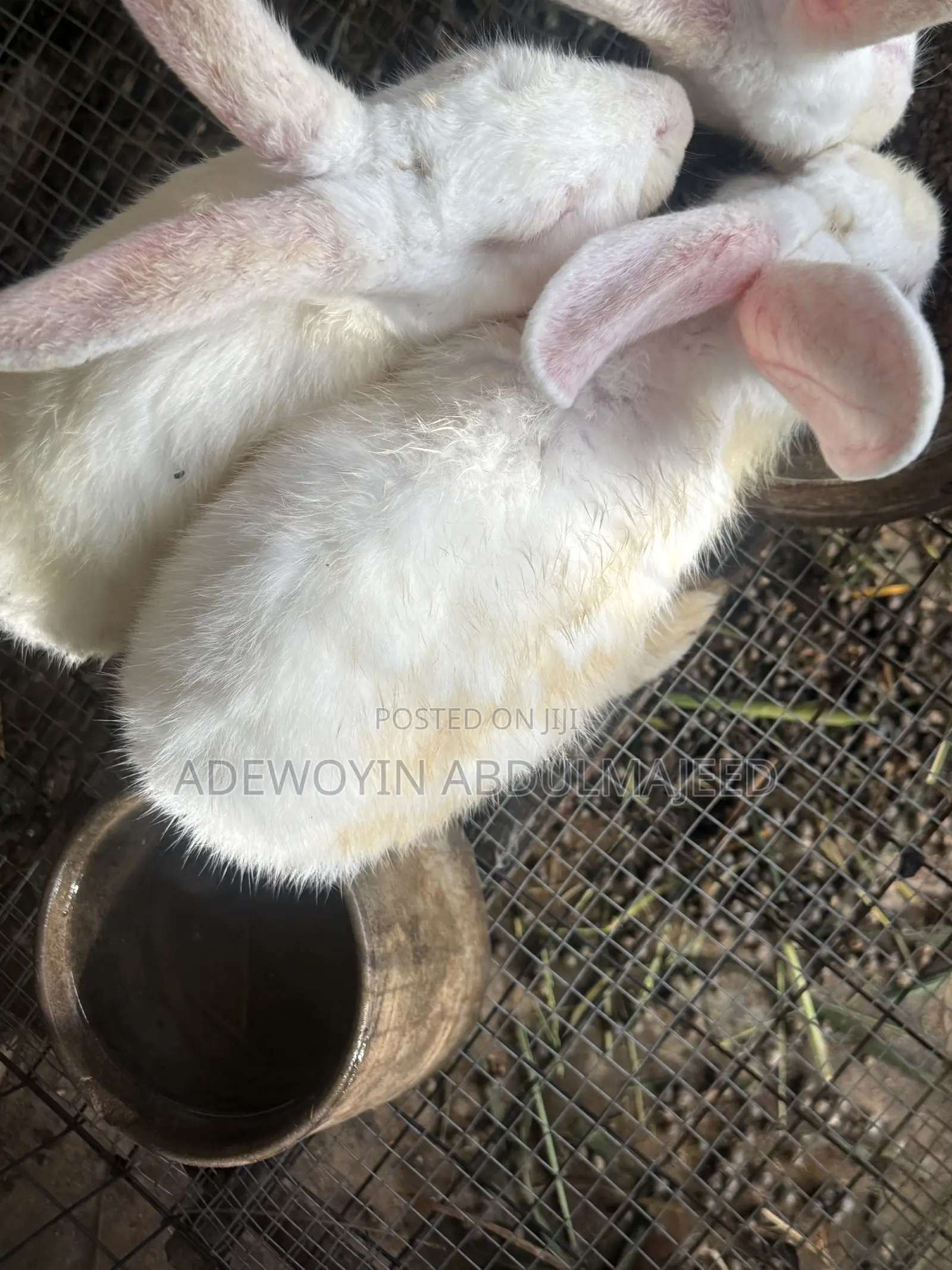 Matured 6 Months Old Rabbit