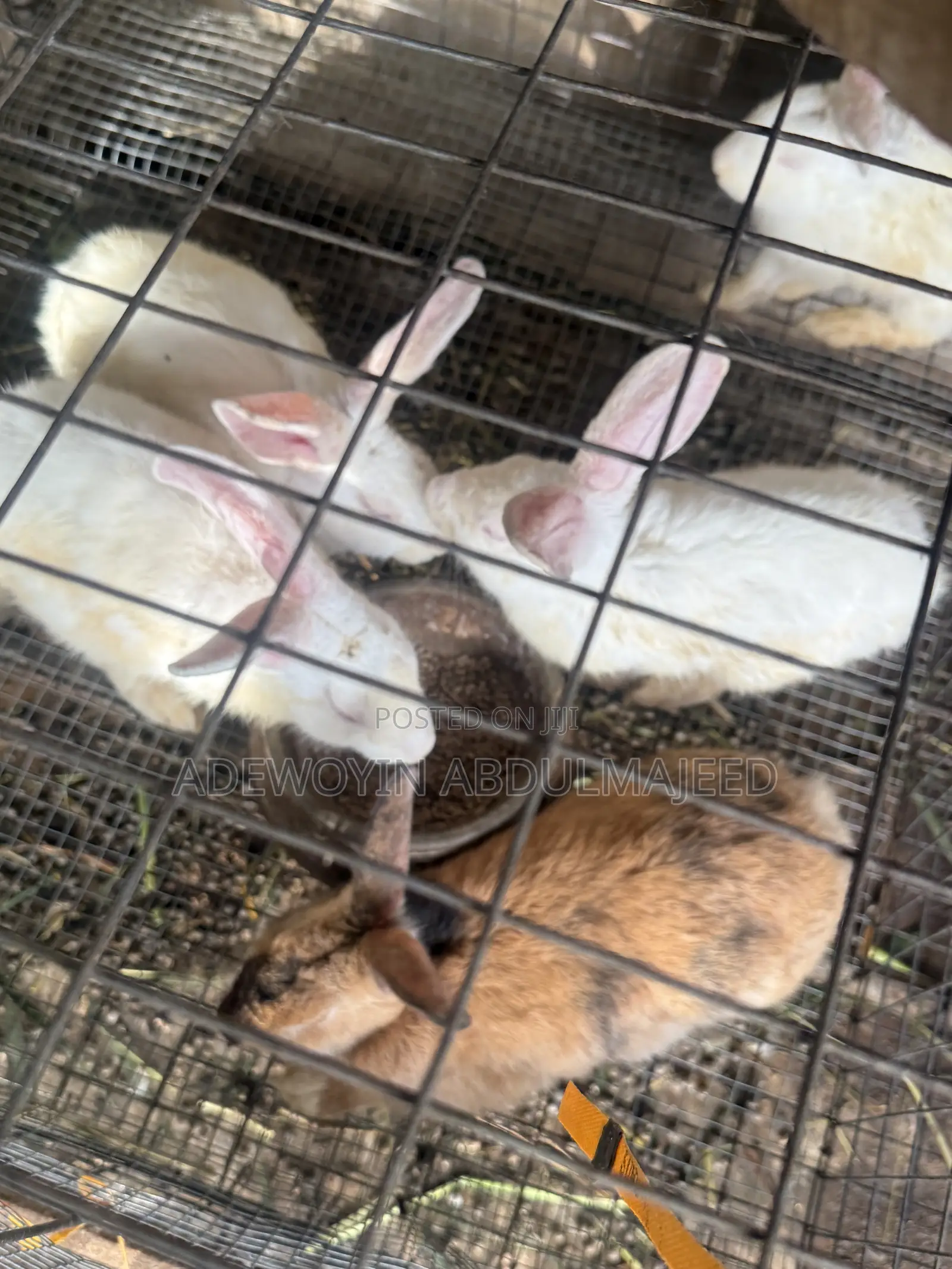 Matured 6 Months Old Rabbit