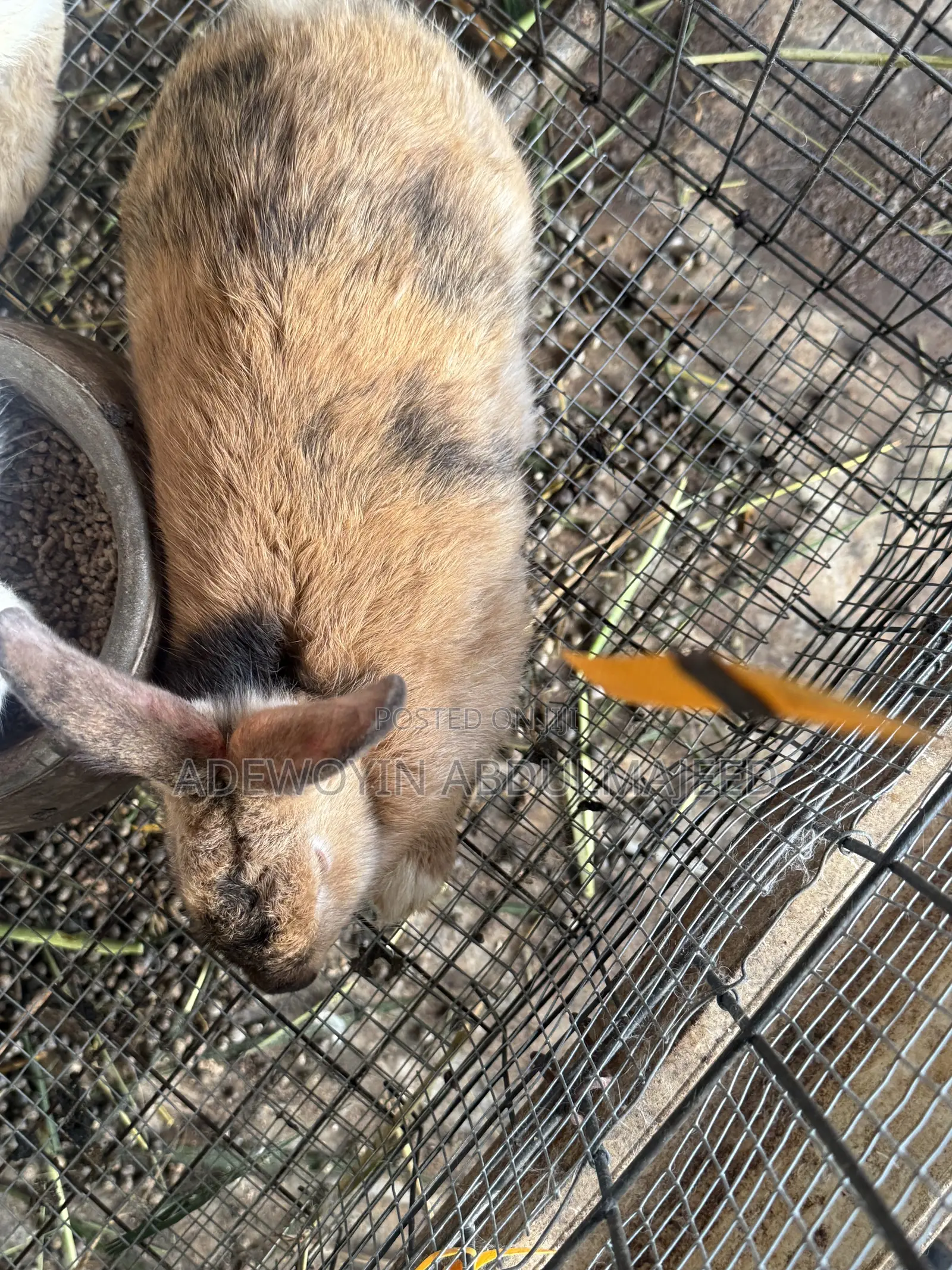 Matured 6 Months Old Rabbit